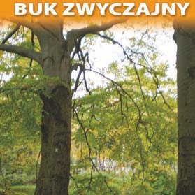 sylvatica L.) o obwodzie 240 cm i wysokości 20 m Pozycja w wojewódzkim rejestrze nr 208 W buk zwyczajny (Fagus sylvatica L.