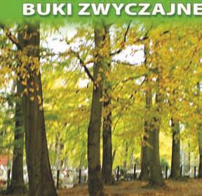 nr 11 6 buków zwyczajnych (Fagus sylvatica L.