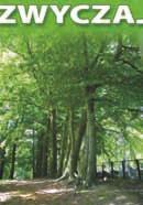(Fagus sylvatica L.