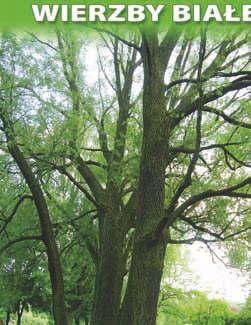 nr 56 trzy wierzby białe (Salix alba L.