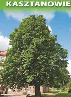 obwodach 218 i 192 cm oraz wysokościach 21 i