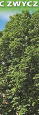 Baumana (Aesculus hippocastanum L.