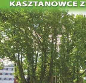 Baumannii ) o obwodach 235, 197 i 287 cm