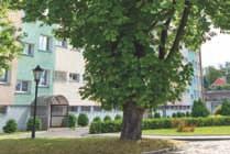 nr 673/8 nr 35 kasztanowiec zwyczajny odm.