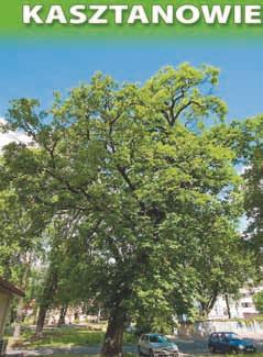 ) o obwodzie 313 cm i wysokości 21