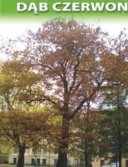 ) o obwodzie 395 cm i wysokości 20 m