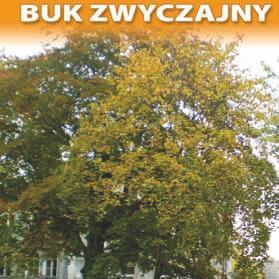 Pozycja w wojewódzkim rejestrze nr 206 W buk zwyczajny odm.