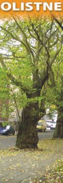 Partyzantów, działka nr 740 Pozycja w wojewódzkim rejestrze nr 314 W siedem drzew z gatunku platan klonolistny (Platanus hispanica) o obwodach od 210 do 260 cm,