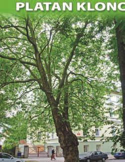nr 8 platan klonolistny (Platanus hispanica) o obwodzie