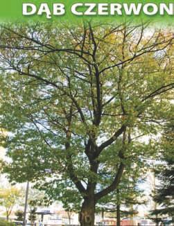 nr 28 dąb czerwony (Quercus