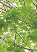 (Aesculus hippocastanum L.