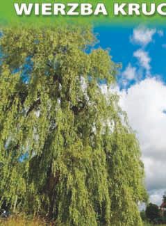 nr 17 wierzba krucha (Salix fragilis)