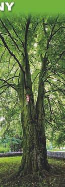nr 67 klon jawor (Acer