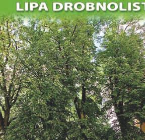 nr 42 lipa drobnolistna (Tilia cordata Mill.) o obwodzie 260 cm i wysokości 21 m bulwar im. ks. J. Popiełuszki na wprost budynku przy ul.