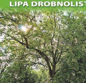 ) o obwodzie 280 cm i wysokości 21 m bulwar im. ks. J. Popiełuszki na wprost budynku przy ul. Kilińskiego 46, czwarte drzewo od posesji przy ul.