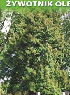 nr 12 żywotnik olbrzymi (Thuja plicata) o obwodzie 310 cm