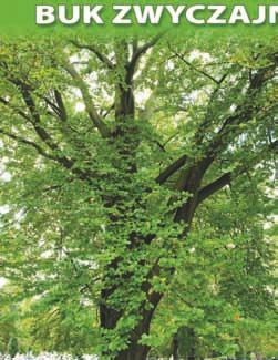nr 39 buk zwyczajny (Fagus sylvatica L.