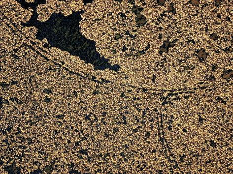 Skupienie kryszta³ów chalkopirytu. Imersja, 1N; g³êb. 566,5 m. D. Fragment konkrecji pirytowej w ska³ach wêglanowych dewonu œrodkowego. Imersja, 1N; g³êb. 500,7 m Ore mineralisation from the Trojanowice 2 borehole A.