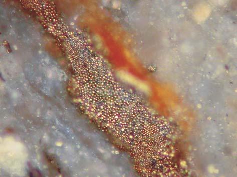 Framboids of pyrite in the Cambrian siltstone; oil immersion, 1N, depth 566.5 m. C. Concentration of chalcopyrite crystals; oil immersion, 1N, depth 566.5 m. D.