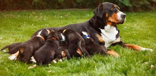 Biocan NOVEL PUPPY liofilizat i rozpuszczalnik do sporządzania zawiesiny do wstrzykiwań dla psów Szczepionkę Biocan NOVEL Puppy polecamy: Dla młodych szczeniąt od 6 tygodnia życia.