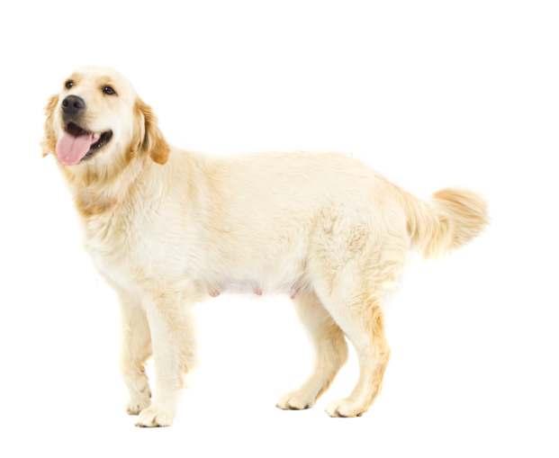 Biocan Puppy szczepionka do wczesnego uodparniania szczeniąt przeciwko nosówce i parwowirozie od 5 tygodnia życia Inaktywowana szczepionka przeciwko parwowirozie umożliwia szczepienie ciężarnych suk