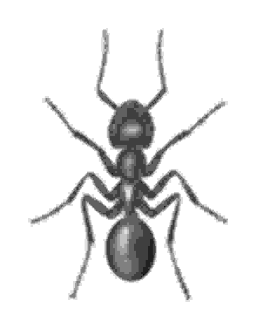 FRAGMENTA FAUNISTICA 52 (1): XX XX, 2009 PL ISSN 0015-9301 MUSEUM AND INSTITUTE OF ZOOLOGY PAS Shrews Soricidae of the Silesian Beskid Mountains Robert W.