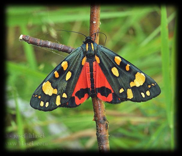 dominula) -motyl z rodziny