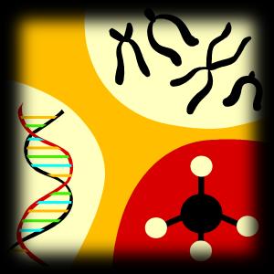 GENETYKA POPULACJI Nauka która respektując zasady dziedziczenia z zakresu genetyki klasycznej bada mechanizmy dziedziczenia w odniesieniu do