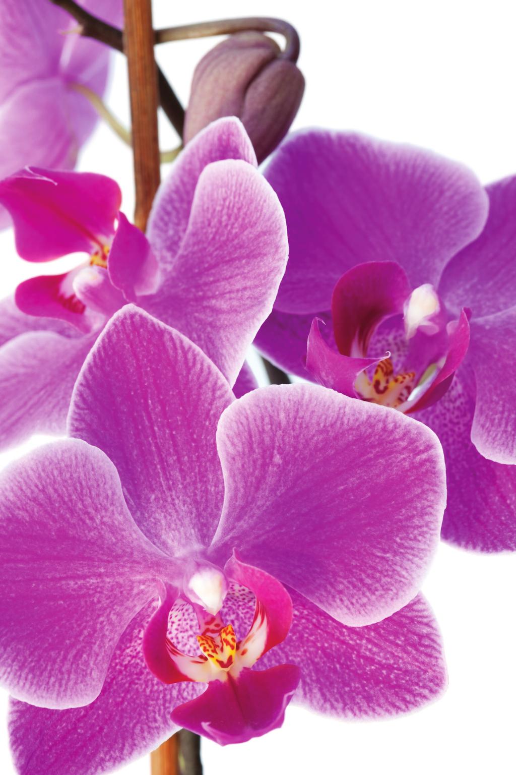 ORCHIDEA ORCHIDEA Női daganatos megbetegedések