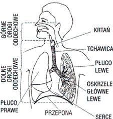 UKŁAD ODDECHOWY GÓRNE I DOLNE DROGI ODDECHOWE Powietrze atmosferyczne przechodzi początkowo przez górne drogi oddechowe tj.