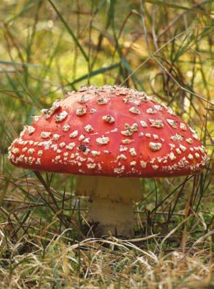 10 Muchomor czerwony jest gatunkiem oddziałującym na układ nerwowy. Młode owocniki niektórych gatunków muchomorów osłonięte są błoniastą osłoną (tzw. osłoną całkowitą).