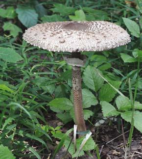 U części gatunków młode blaszki osłonięte są dodatkową osłoną (tzw. osłoną częściową) rozciągającą się od brzegu kapelusza do trzonu.