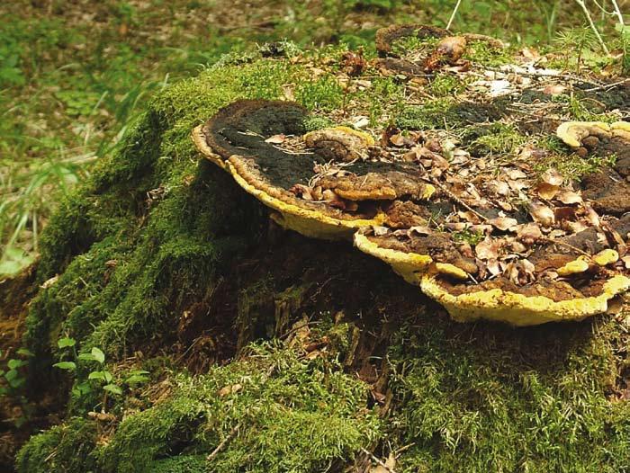 Niszczyca anyżkowa pachnie przyjemnie anyżem.