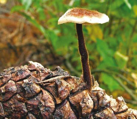 Maczużnik główkowaty rozwija się na podziemnych owocnikach jeleniaków.