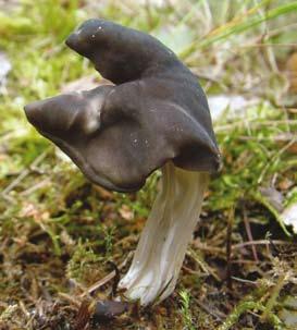 owocnik, wyrastający na krzewach czarnego bzu, klonach, bukach i innych drzewach liściastych, przypomina małżowinę uszną człowieka.
