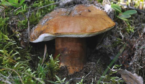 Piaskowiec kasztanowaty wyrasta zawyczaj pojedynczo w lasach liściastych (grądach i dąbrowach).