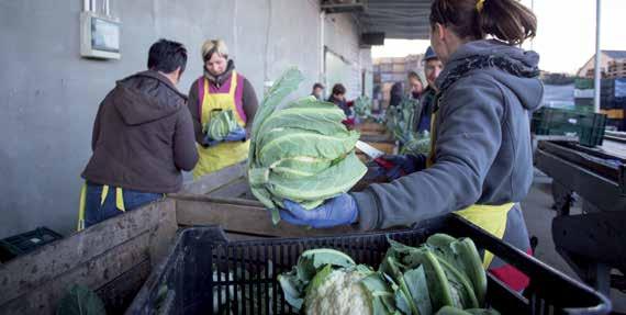 uprawy letniej i jesiennej świeżego rynku Brassica oleracea L. convar. botrytis (L.) Alef. var. botrytis L.