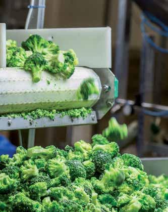 jesiennej o bardzo silnym termin zbioru późniejsza od Cindy RZ wigorze Brokuł Brassica oleracea L. convar.