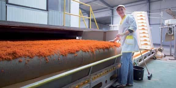 Marchew Daucus carota L. Crofton RZ F1 marchew w typie nantejskim, z przeznaczeniem do mycia i przechowywania, o masie korzenia pomiędzy 100 a 200 g okres wegetacji ok.