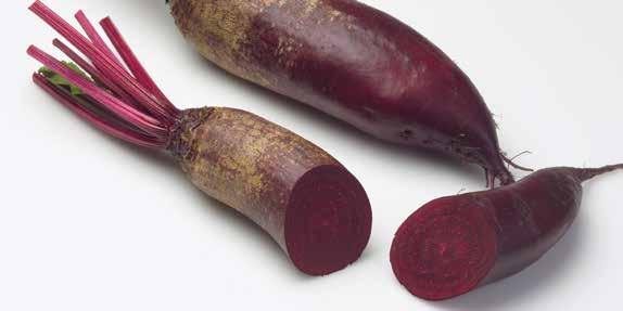 Burak czerwony Beta vulgaris L.