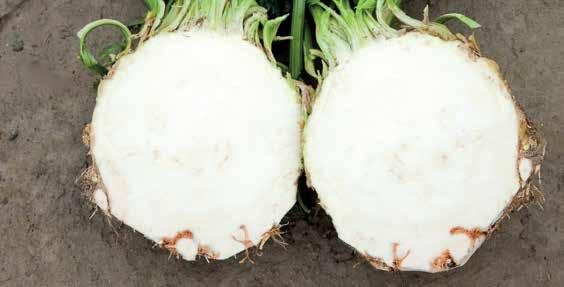 Seler łodygowy Seler korzeniowy Apium graveolens L.