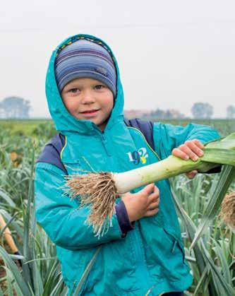 przydatna w przetwórstwie jasno seledynowa lub biała ze względu na doskonałą jakość nie tworzy zgrubienia wewnętrzną cebulowego plantacje przemysłowe można wysiewać wprost do gruntu Alcazar RZ późna