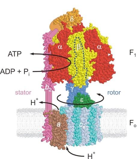 ADP + Pi