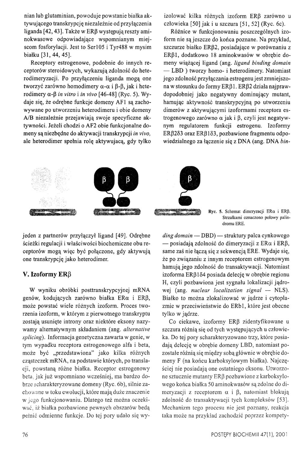 nian lub glutaminian, powoduje powstanie białka aktywującego transkrypcję niezależnie od przyłączenia liganda [42,43].