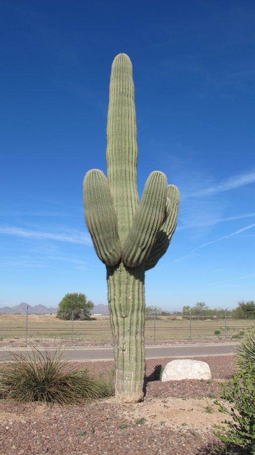 Saguaro osiągają wysokość do 20 m. Ich wiek ocenia się na 200 lat.