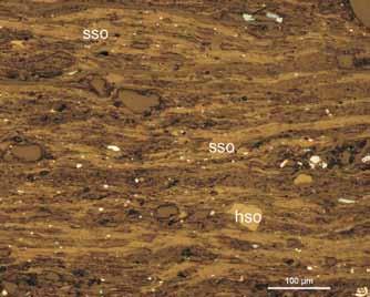(fig. 8C, D).