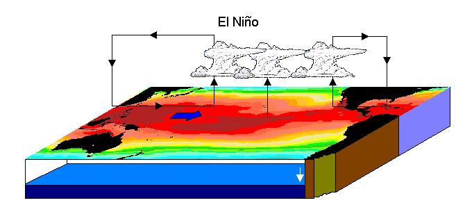 Warunki El Niño Powietrze nad oceanem ogrzewa się i tworzą się chmury przynoszące opady deszczów, a strefa tych opadów i ciepła przemieszcza się z zachodniej do wschodniej części Pacyfiku, Ogrzane