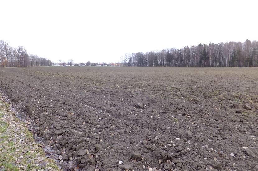4 Widok w kierunku północnym, widoczny szpaler drzew stanowiący