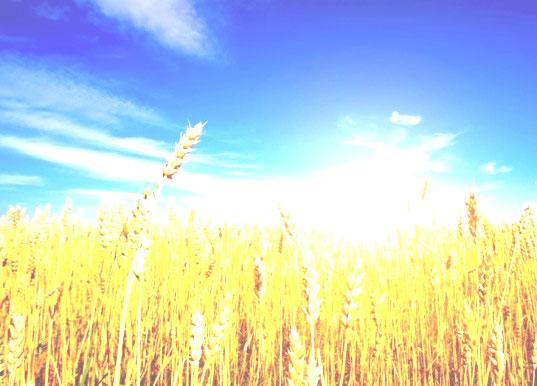 Amen, amen, I say to you, unless a grain of wheat falls to the ground and dies, it remains just a grain of wheat; but if it dies, it produces much fruit.