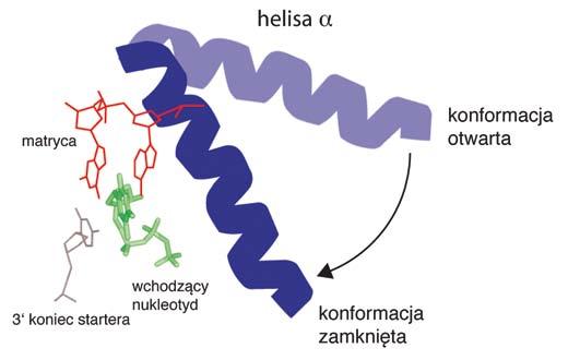 DNA od strony małego rowka i przypuszcza się, że odgrywa istotną rolę we właściwym ustawieniu DNA matrycystartera w centrum aktywnym polimerazy, a także wpływa na procesywność polimerazy i bierze